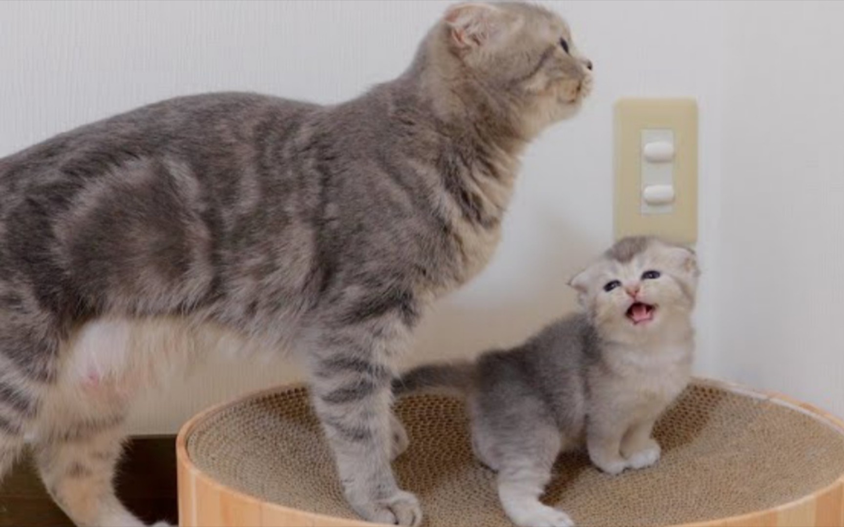 一只可爱的小猫,每当有事情发生时,它就会大声地喵喵叫,呼唤它的猫