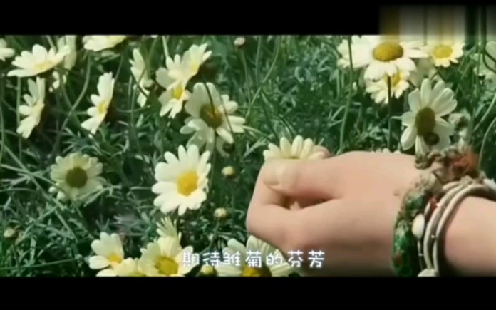 [图]Hey——Daisy（雏菊）