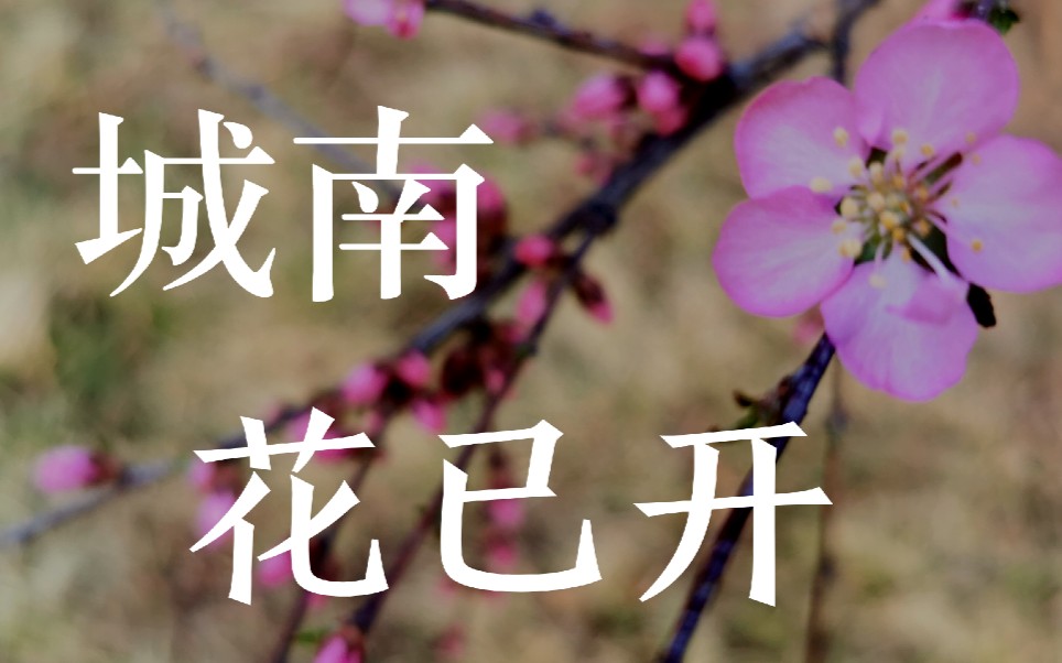 古筝城南花已开一只古筝小白的翻弹