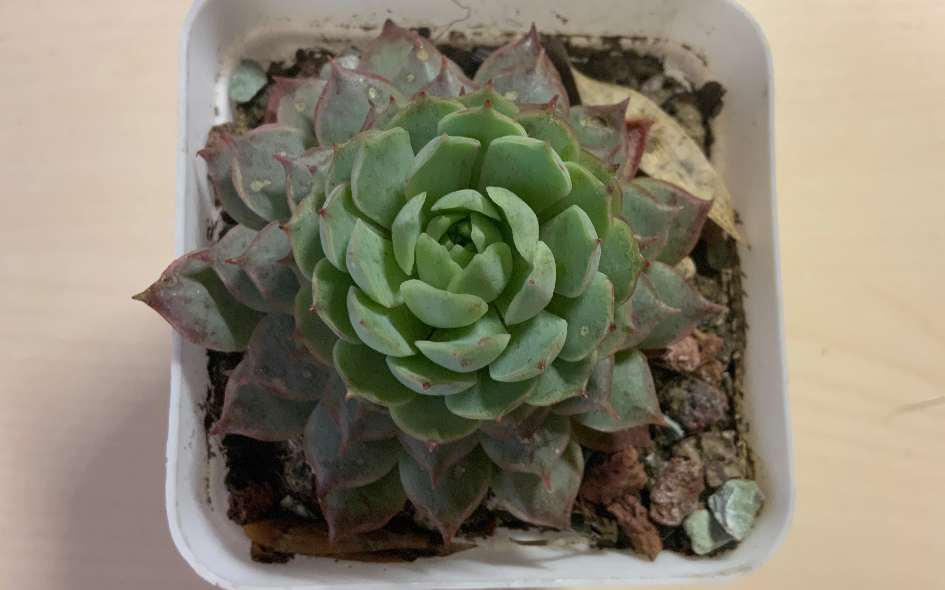 【多肉】叠叶多肉(朱砂痣 橙梦露)