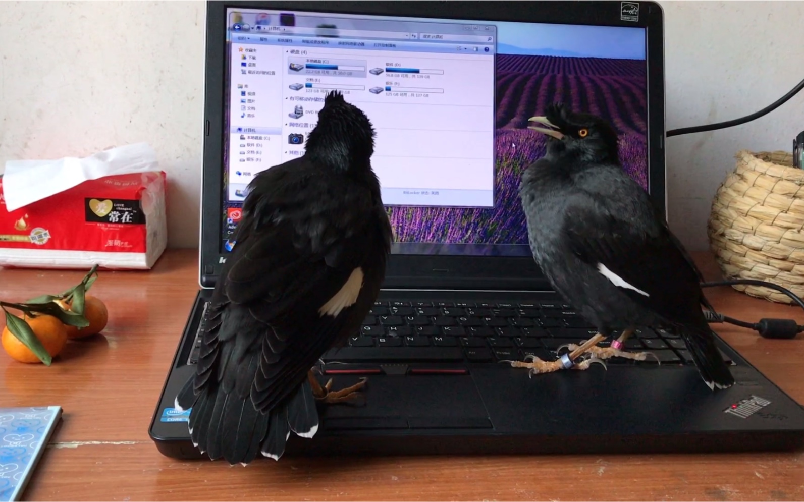 小八哥看到屏幕里换毛时候的自己,它的第一反应有点好笑