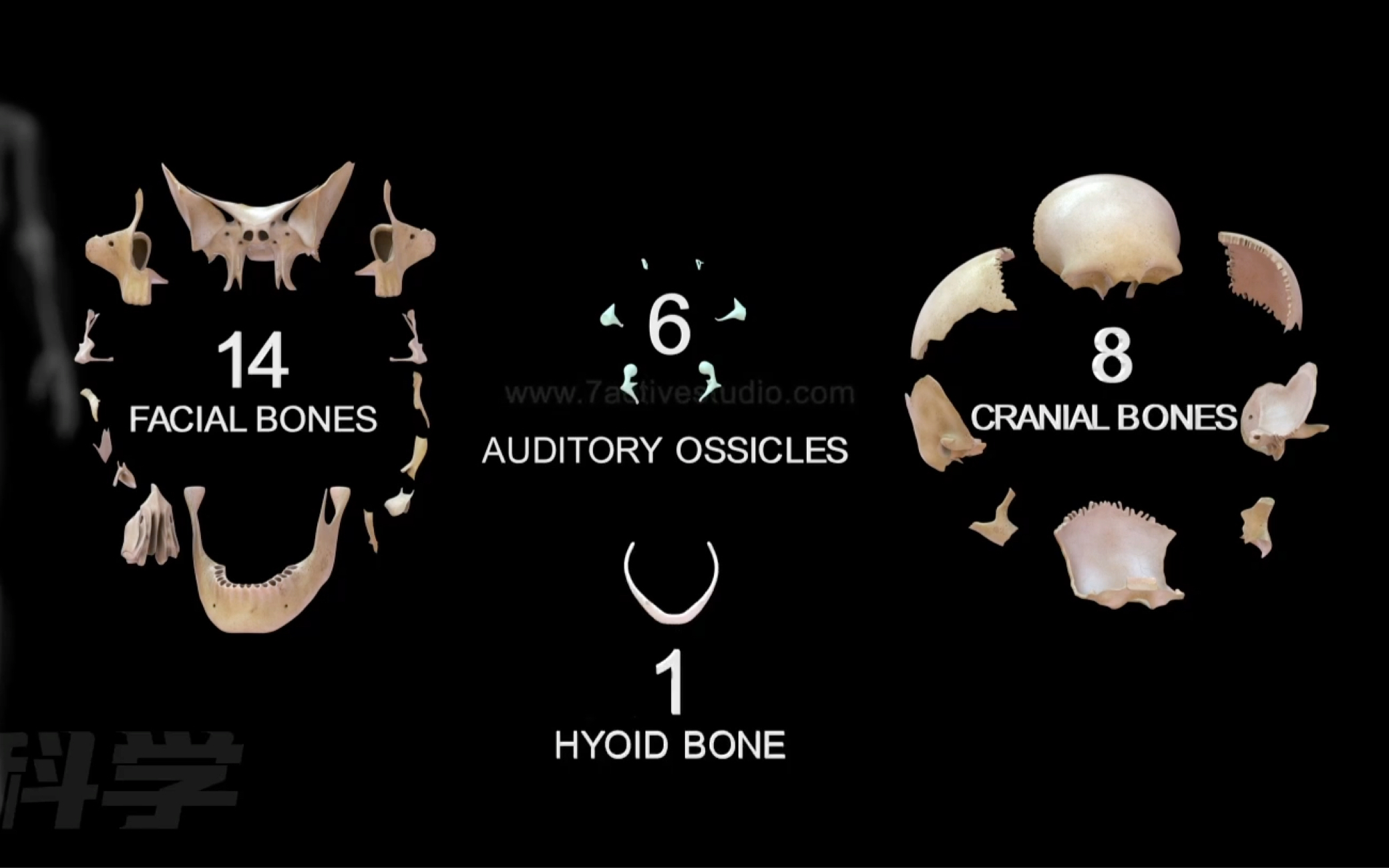 【人体构造】你的头共有多少骨头?哔哩哔哩bilibili