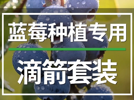 滴箭灌溉哪个品牌好?#华最灌溉 滴箭套装一出四/一出二滴箭,全新料生产 经久耐用、出水均匀#滴灌喷灌水肥一体化 #蓝莓种植 #蓝莓苗#蓝莓哔哩哔哩...