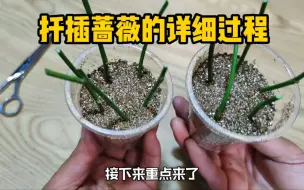 Télécharger la video: 蔷薇花扦插方法一盆变多盆蔷薇苗爬满你阳台院子