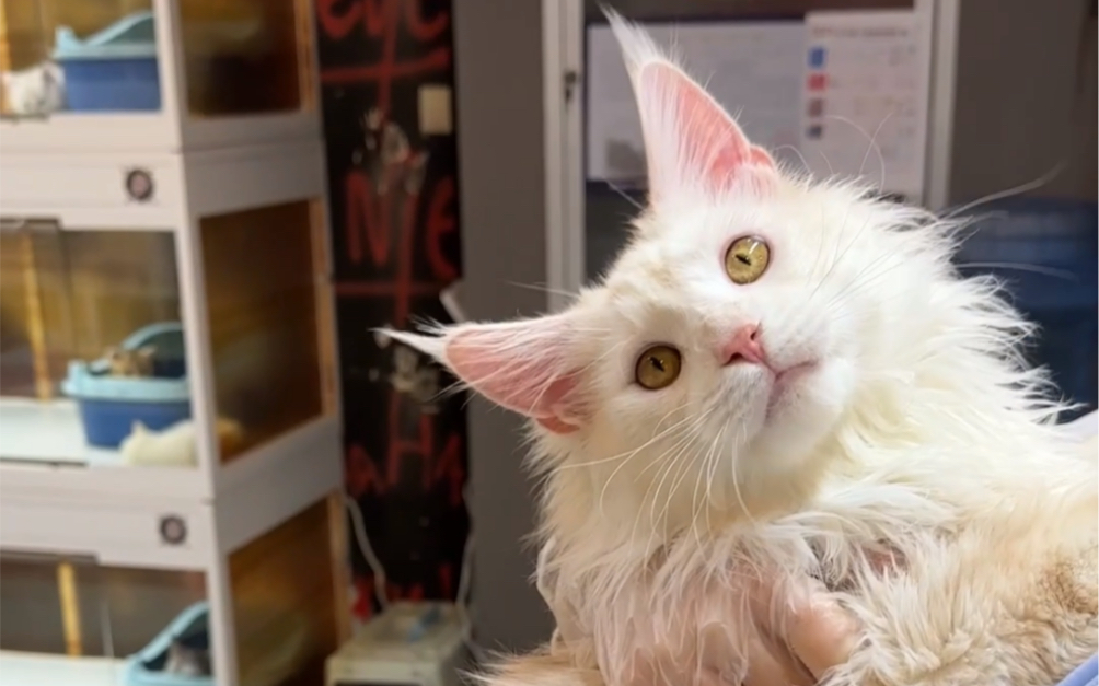 凯米尔色缅因猫找家