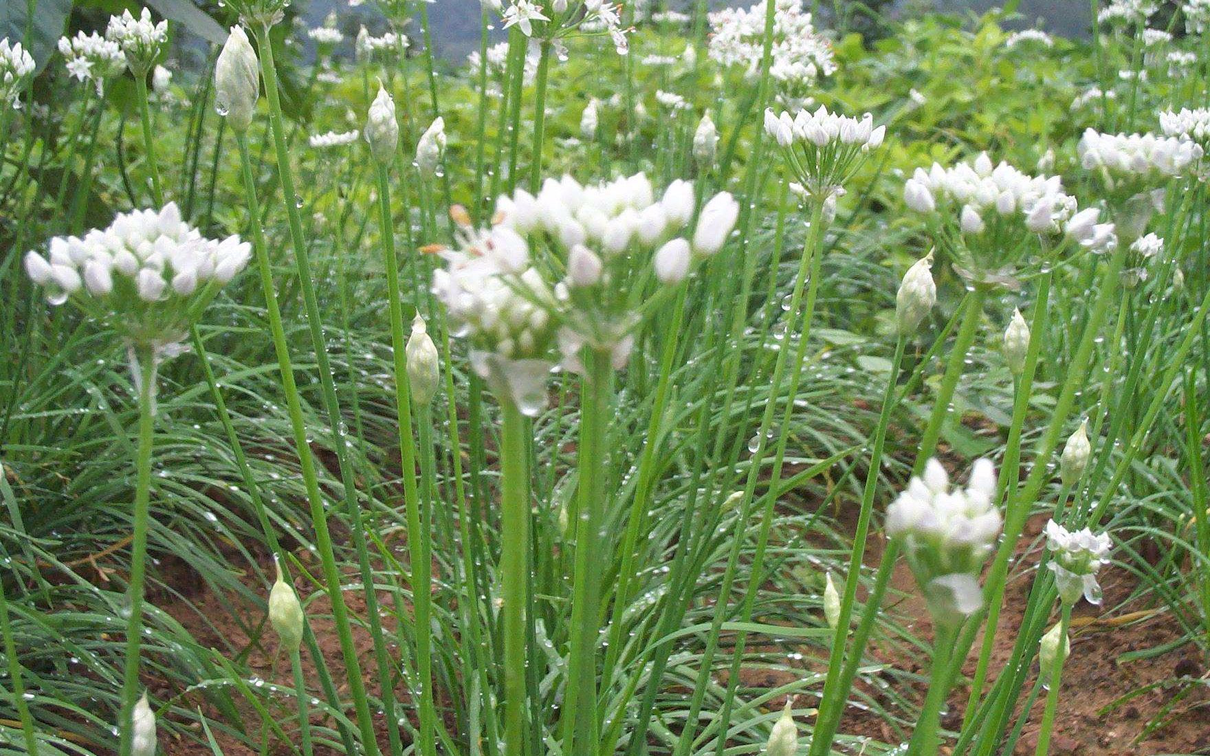 韭菜的药用价值 功效(韭菜的药用价值:祛风散寒,活血化瘀,补肾壮阳)