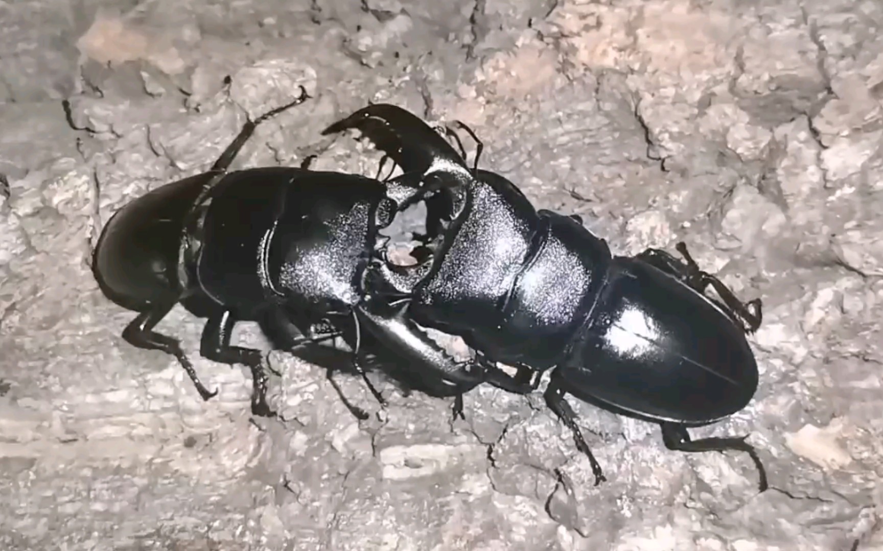 锹甲史诗级恶战湖北中扁vs四川中扁打的不可开交