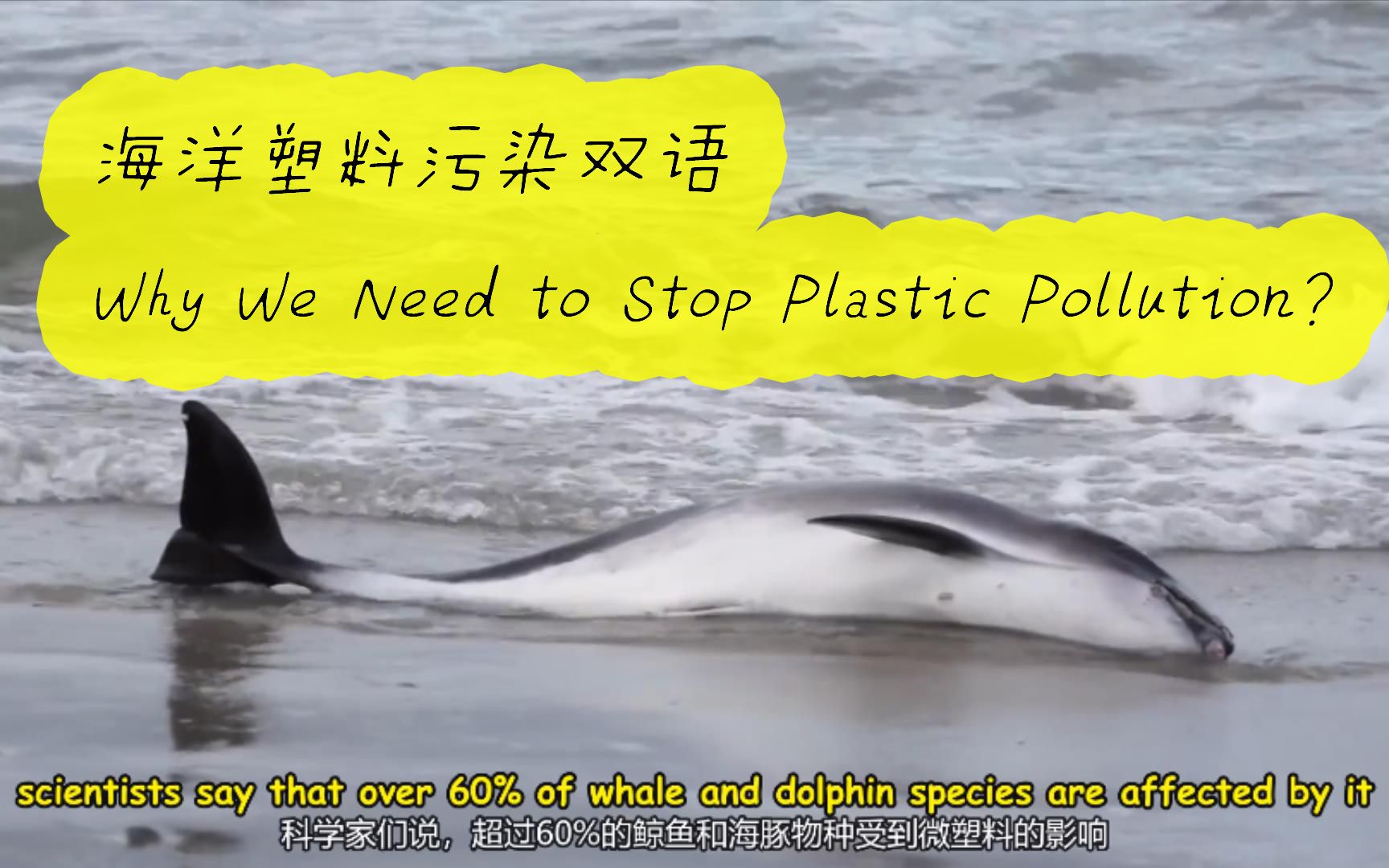 海洋塑料污染 双语 Why We Need to Stop Plastic Pollution?哔哩哔哩bilibili