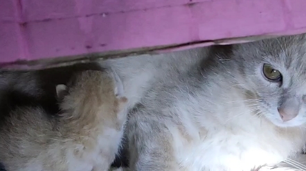 猫姐姐真的很疼爱弟弟