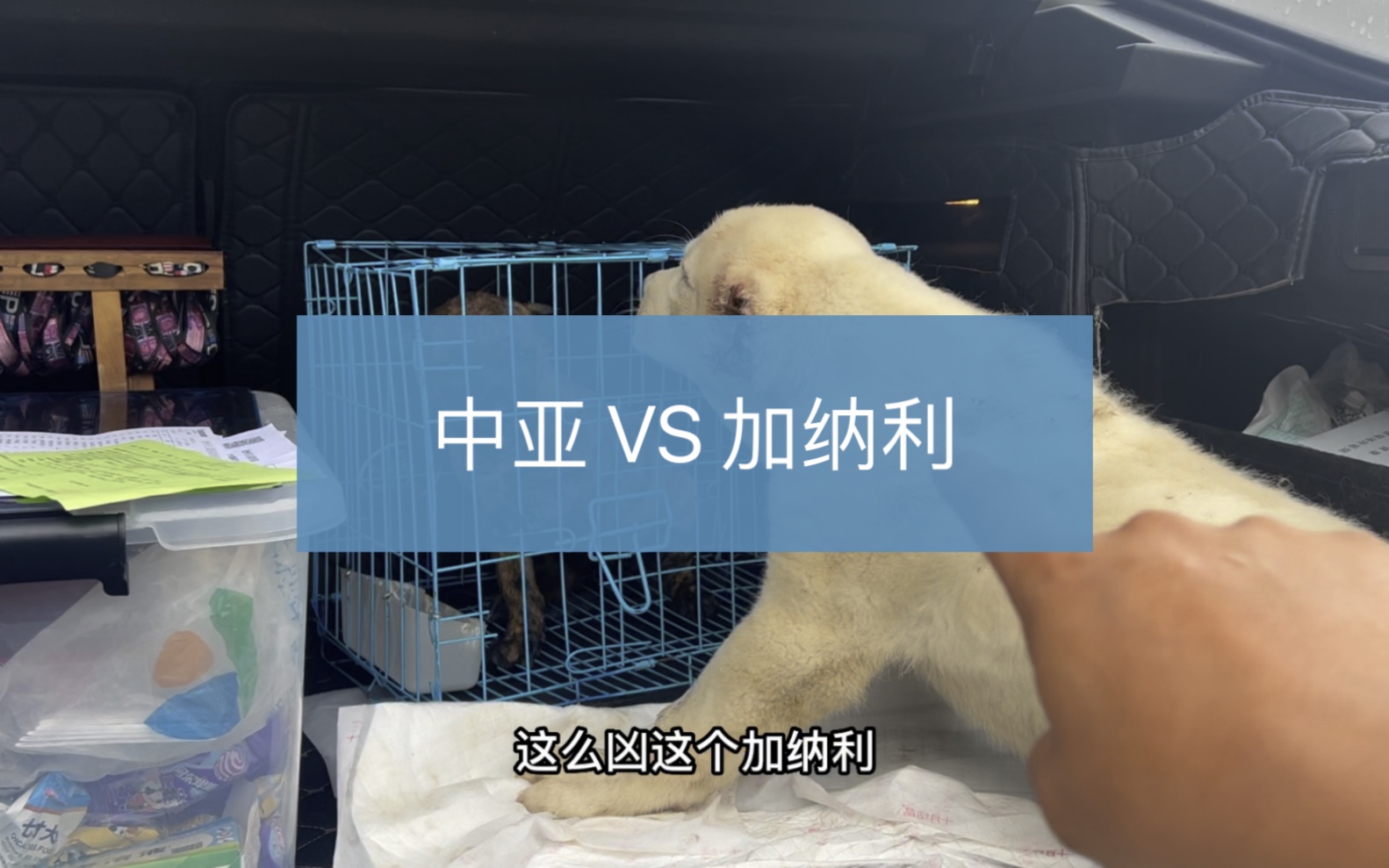 大型犬中亚,猛犬加纳利哔哩哔哩bilibili