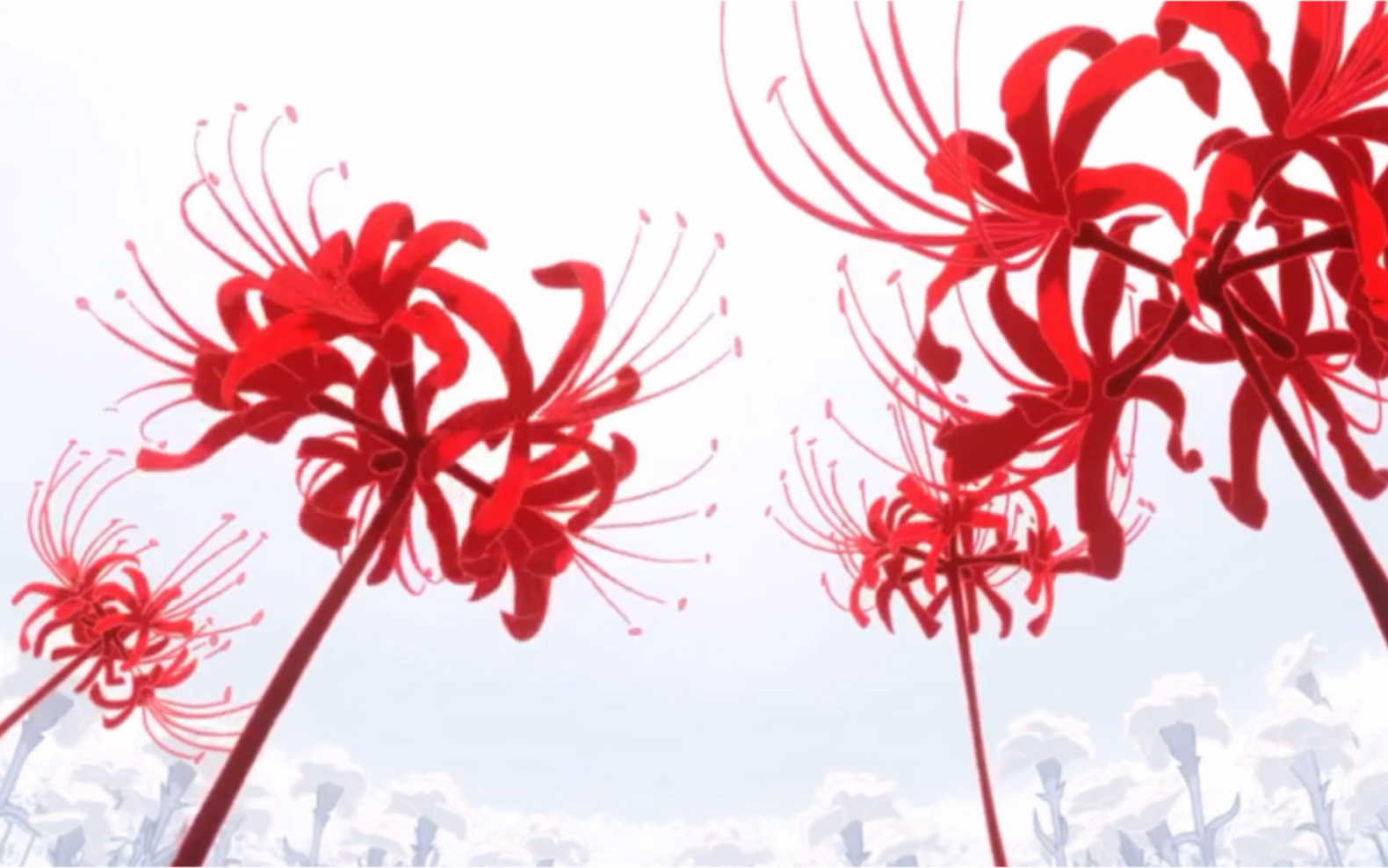 金木小天使,我爱了#彼岸花