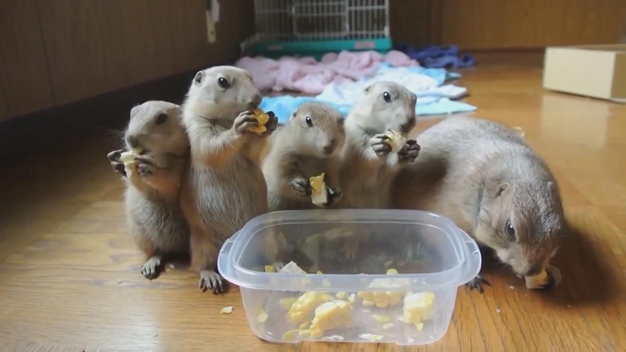 美食节一群仓鼠贪吃猫粮萌宠搞笑视频,谁是大胃王,网友我也想吃