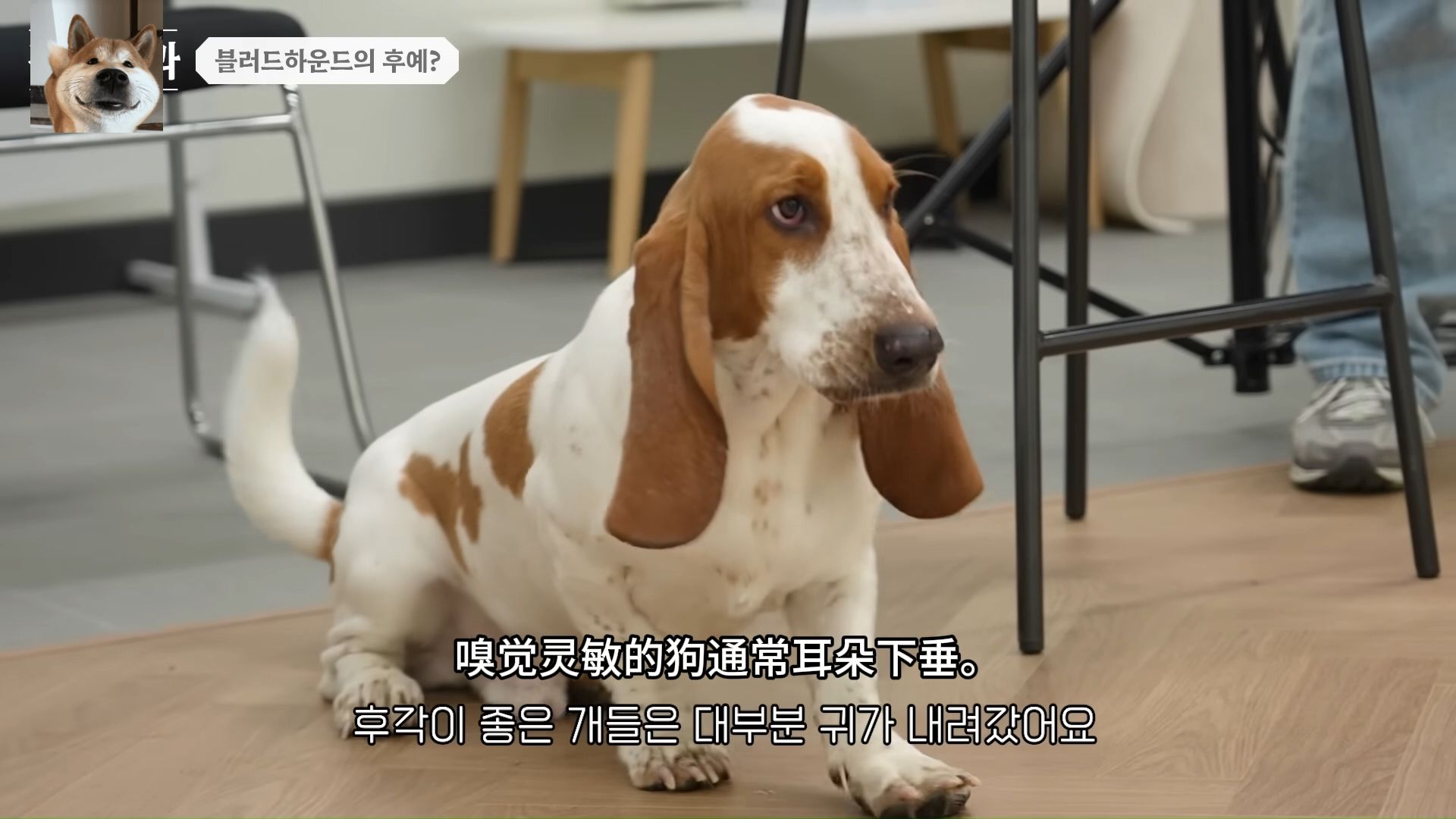 犬种百科|巴吉度猎犬,绝技用大耳朵扫地哔哩哔哩bilibili