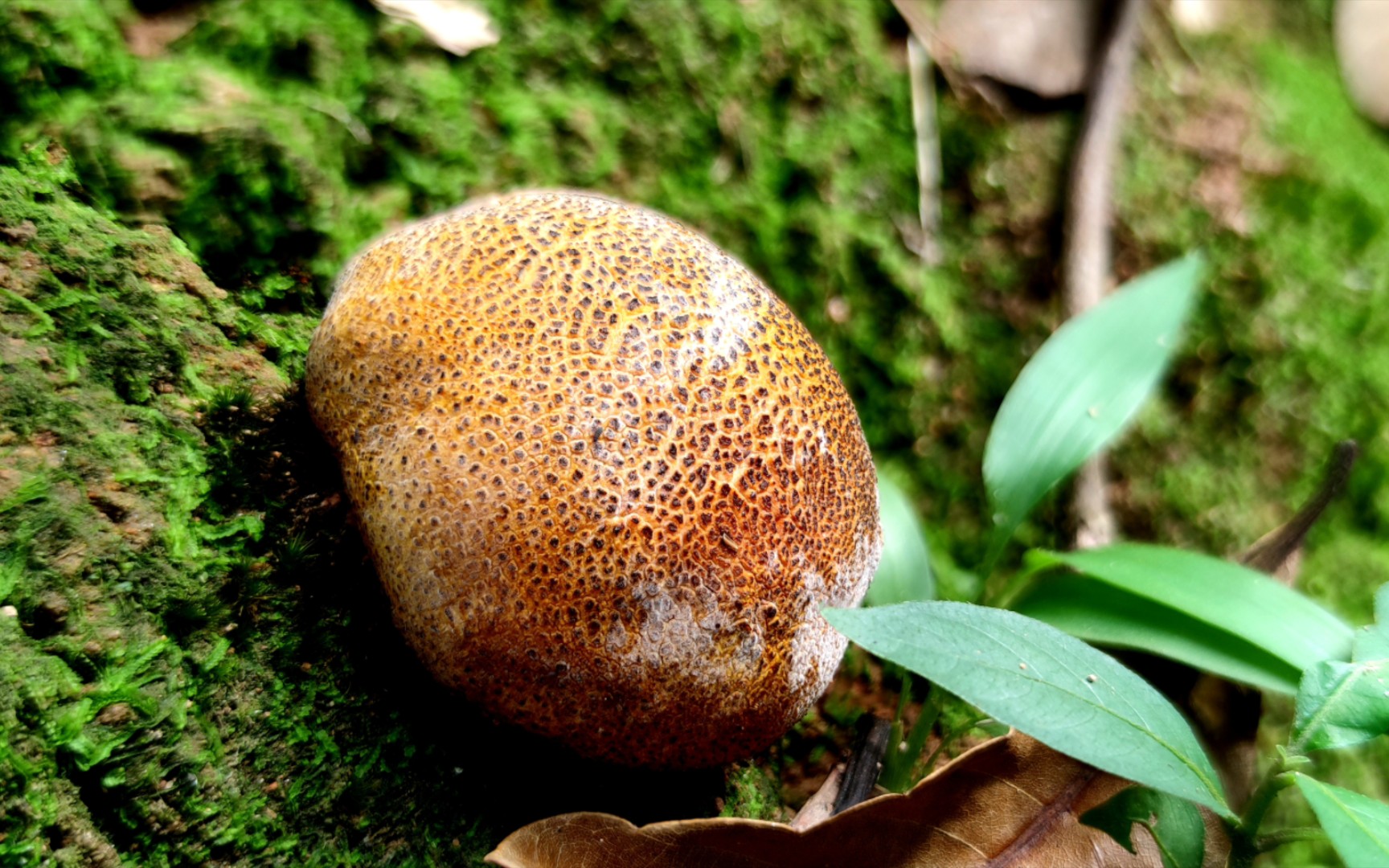 黄硬皮马勃——摄于广州八哥村