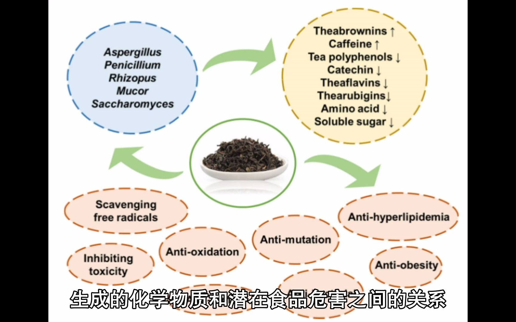 高分综述:真菌群落调控与普洱茶质量形成与安全控制哔哩哔哩bilibili