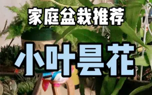 Download Video: 【家庭盆栽推荐】小叶昙花