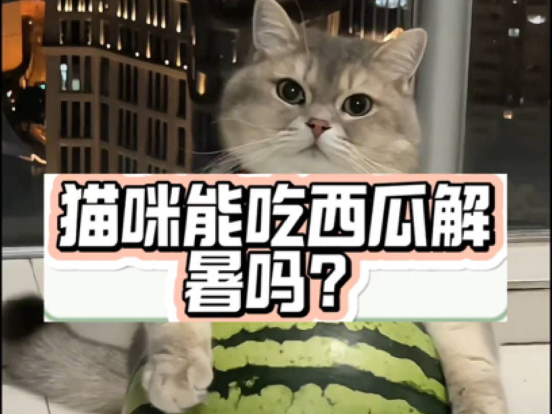 猫咪能吃西瓜解暑吗?哔哩哔哩bilibili