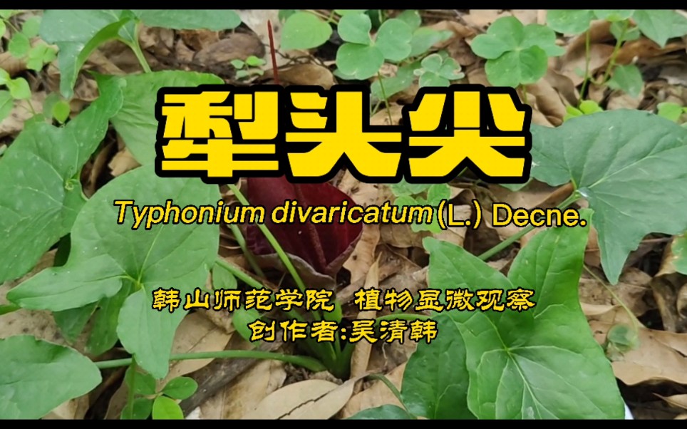 犁头尖功效(犁头尖:高效除草,杀虫,保护农作物)