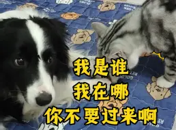 下载视频: 你们知道边牧有多怕猫吗