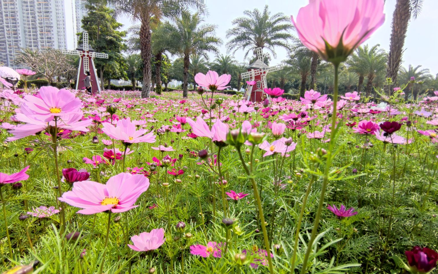 广西南宁花卉公园,鲜花盛开的地方,休闲娱乐拍照的好地方(一)哔哩哔哩bilibili