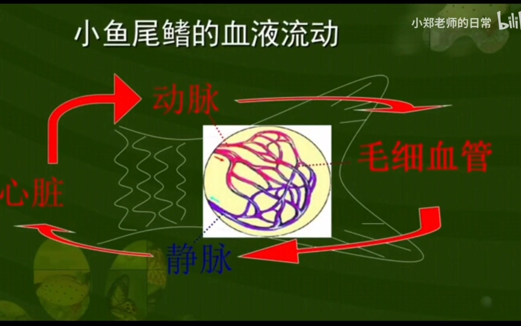 9.2心脏和血液循环哔哩哔哩bilibili