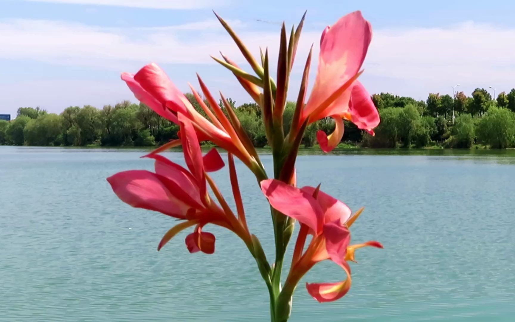 大冶湖畔 美人蕉