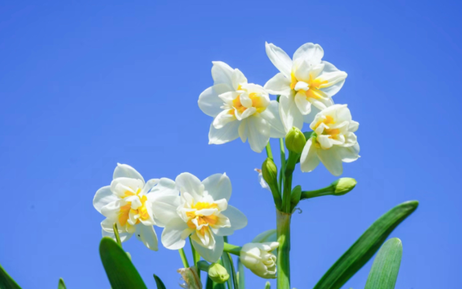 【英国文学】水仙花|华兹华斯Wordsworth|The Daffodils|I Wandered Lonely as a Cloud|背诵版朗诵哔哩哔哩bilibili