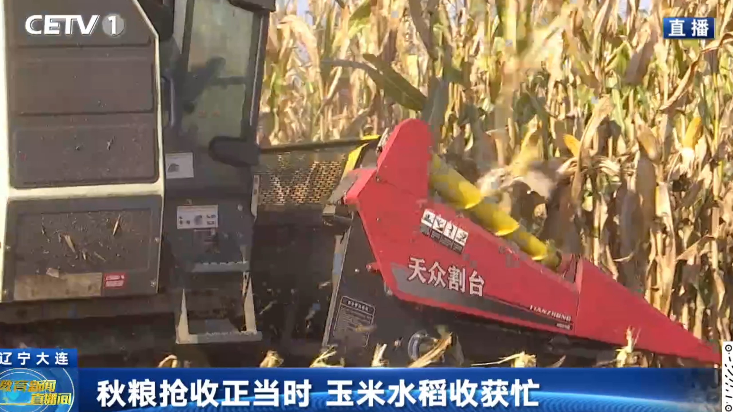 秋粮抢收正当时 玉米水稻收获忙