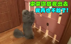 Download Video: 腹黑猫咪在主人面前装可怜，却被监控抓了现行，真是戏精！