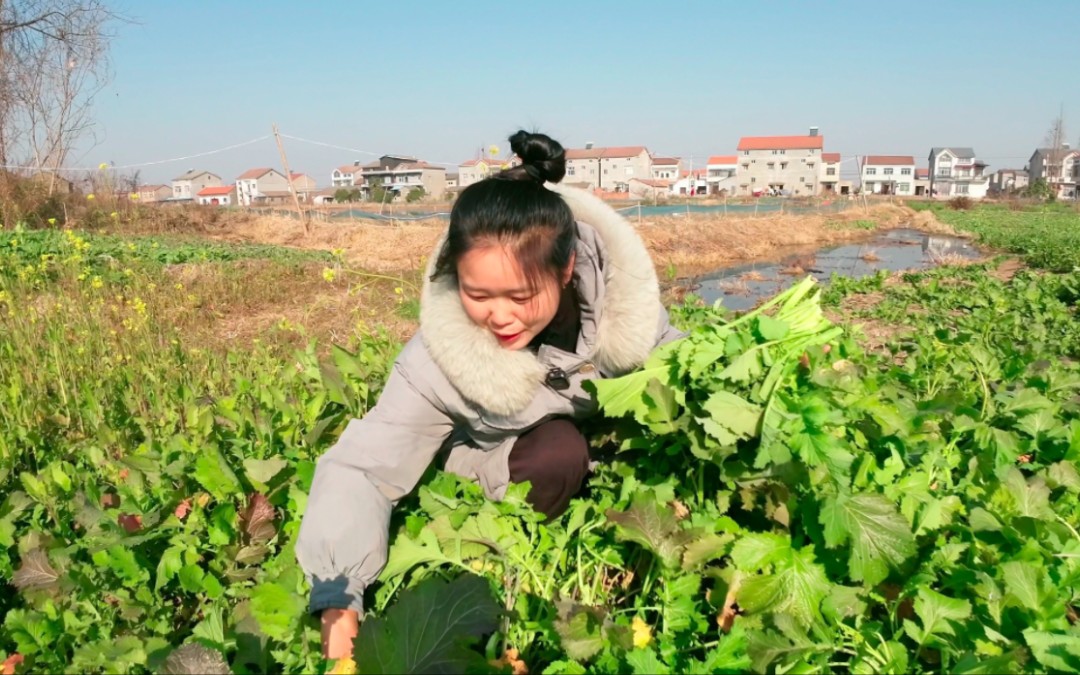 [图]村里的野腊菜长满地，媳妇掐了菜苔来做酸菜，比大鱼大肉还受欢迎