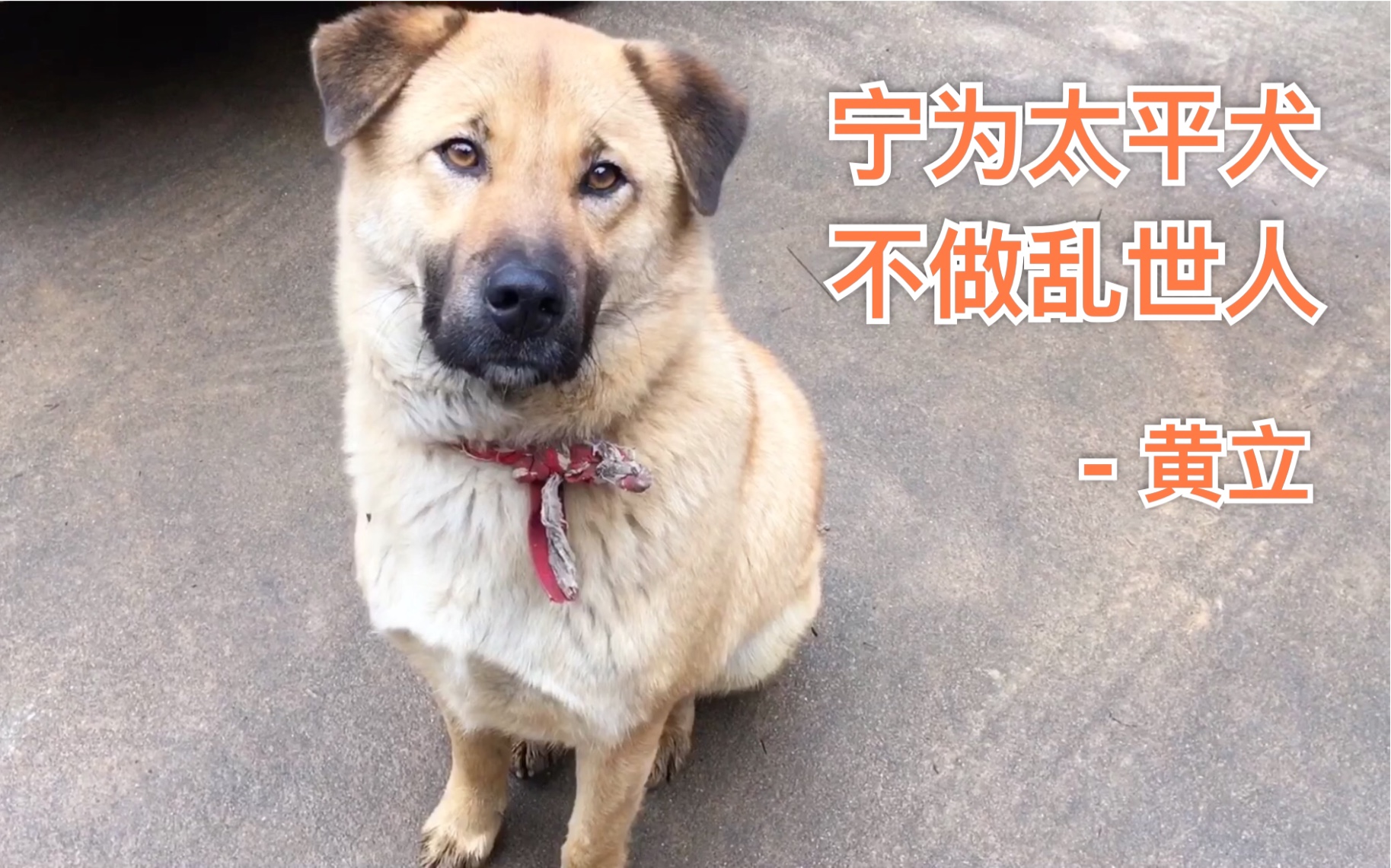 憨厚老实内向的大笨狗做狗做到这份上可以了下辈子可以变人了