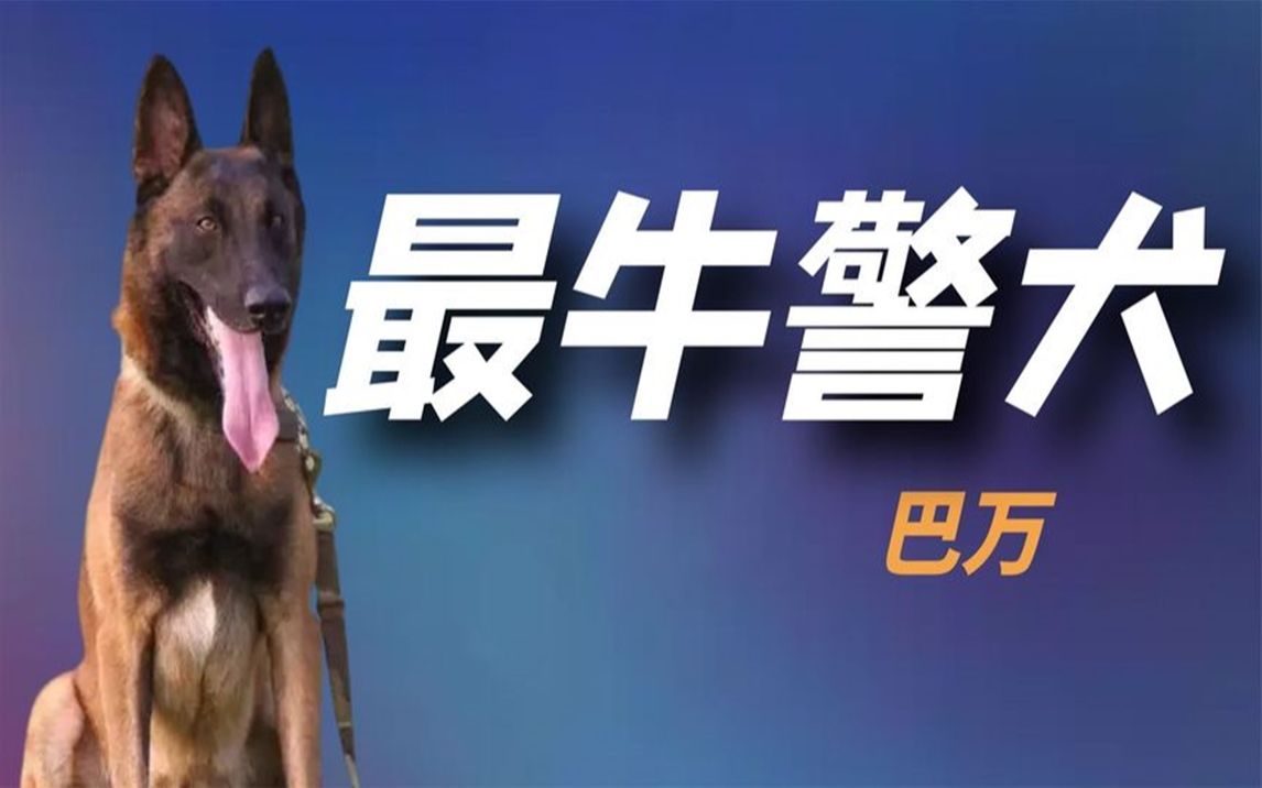 "全网最牛警犬"巴万:流浪狗逆袭公务员,网友:看它考上编制!