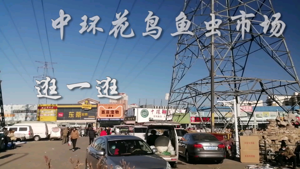 天津中环花鸟鱼虫市场图片