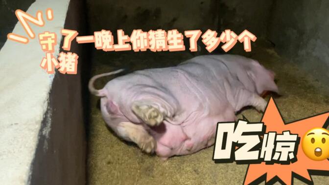 哈哈,几个小猪仔真不错.