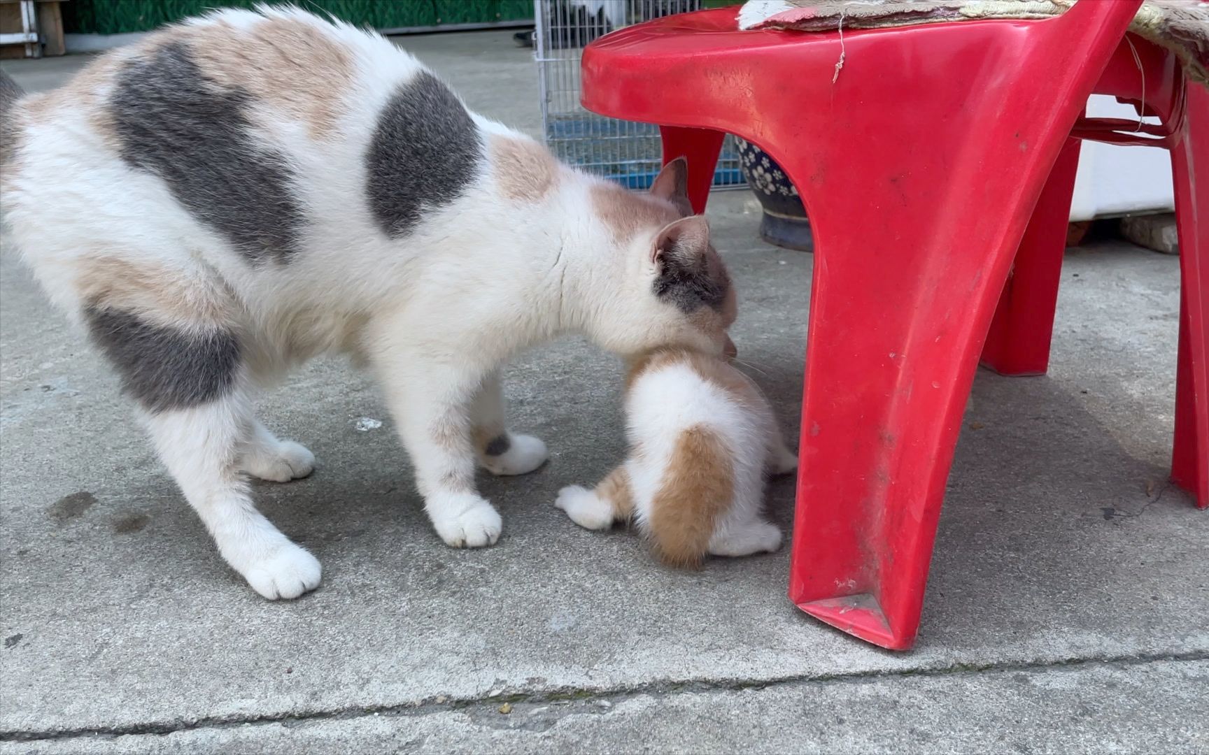 [图]小猫不想回家，猫妈妈强制把小猫叼回家，小猫又调皮的蹦出来了