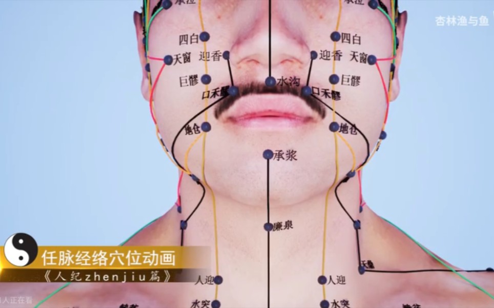 任脉经络穴位带透视骨骼详解3D动画_哔哩哔哩_bilibili