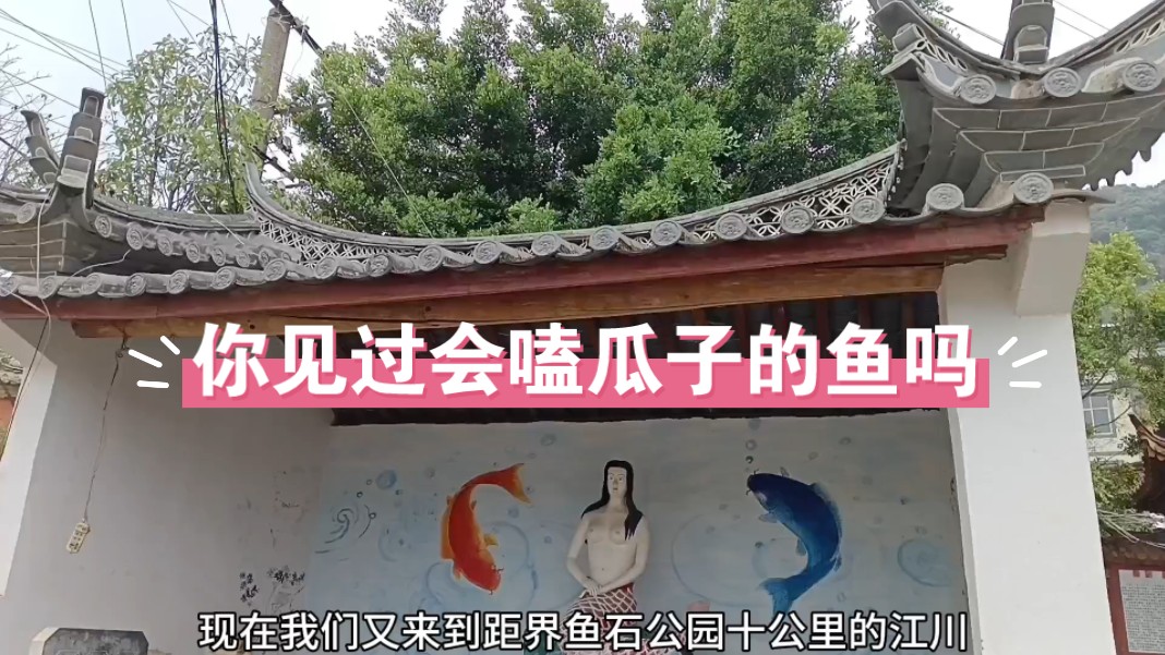 你见过会嗑瓜子的鱼吗