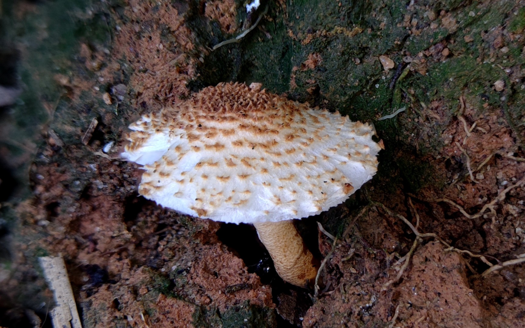 褐柄锥鳞环柄菇——摄于广州杓麻山