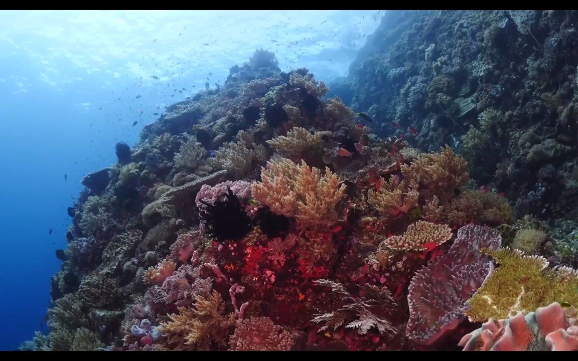 [图]视频素材 ▏h1019 梦幻鱼群海鱼游动海底世界海草珊瑚海藻鱼生物海洋主题婚庆结婚婚礼舞台童话世界歌曲配乐LED大屏幕背景视频素材