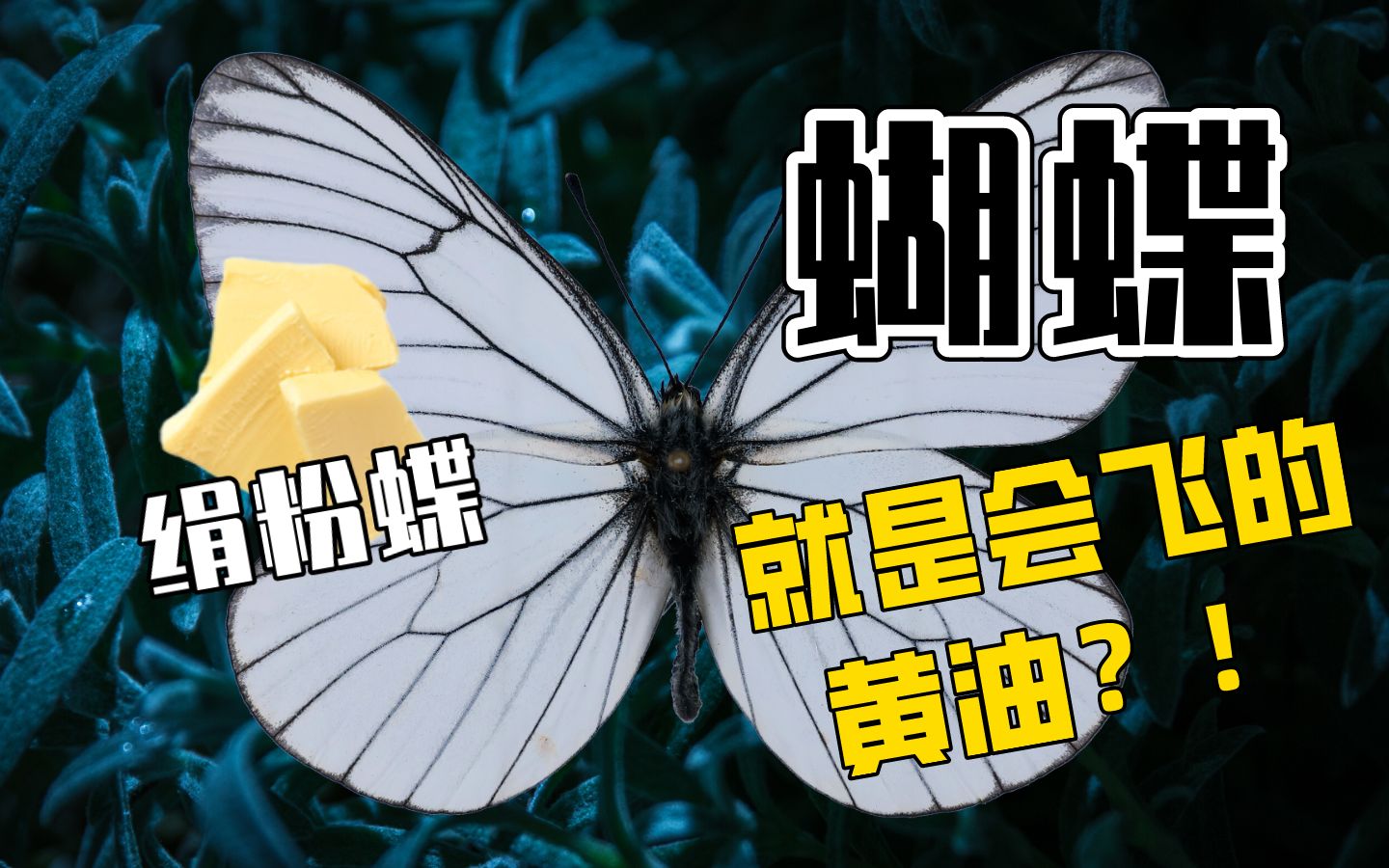 [图]【三分钟认识蝴蝶】粉蝶，原来就是会飞的黄油？！