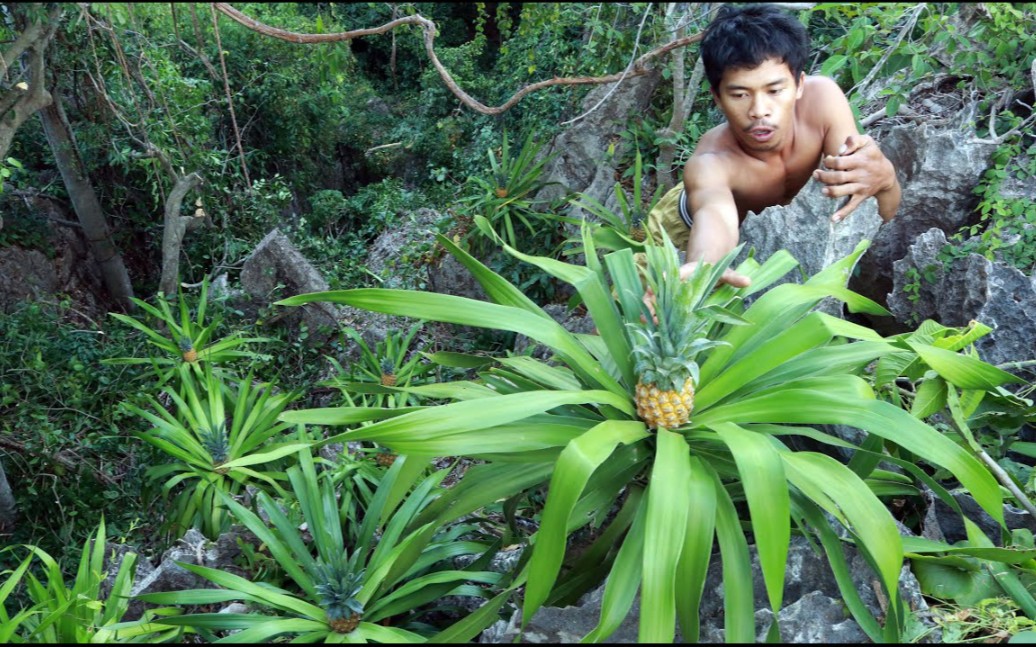 [图]森林冒险之发现大菠萝 爬上山 采了吃～～