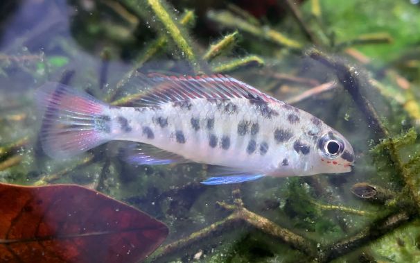 活动作品尼格罗雪花棋盘短鲷彩虹魔鬼幽灵可卡短鲷真真超有意思结尾