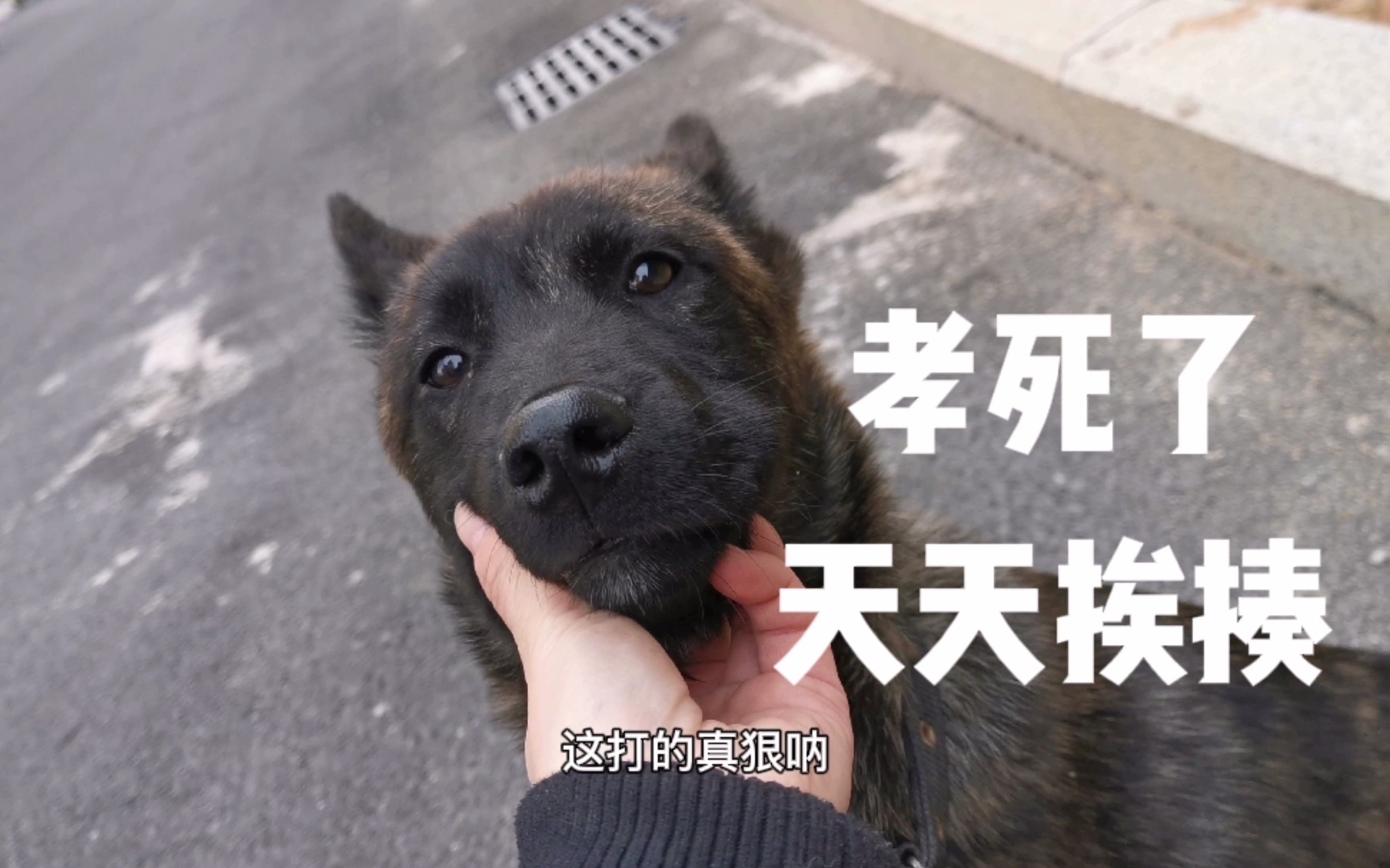 [图]退役警犬沧海的日常，吃饭散步打儿子（带着狗狗去上班）