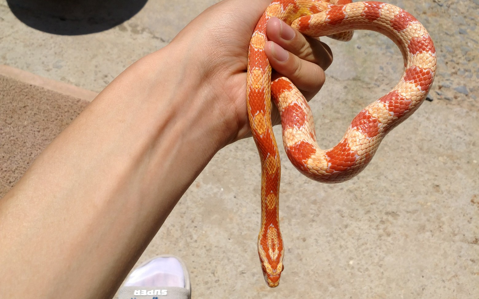玉米蛇白化红成体图片