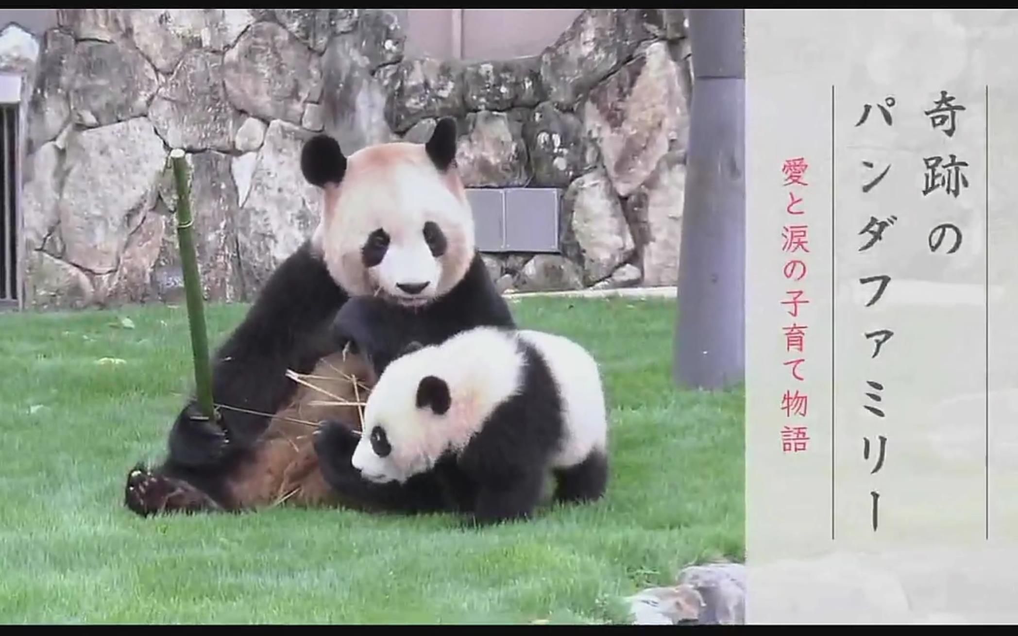 【日语学习】nhk纪录片 熊猫一家的奇迹