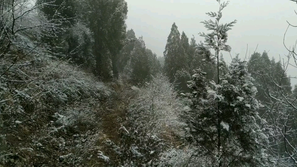 [图]北方春节里的柏树林