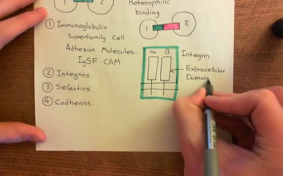 【整合素|整联蛋白】Integrins Part 2哔哩哔哩bilibili