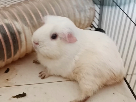 白色荷兰猪三天没洗澡会变成什么样子?