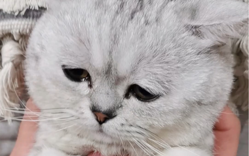 第一次哭竟然因为批评了几句,委屈的不行,眼泪汪汪的,哄了好久