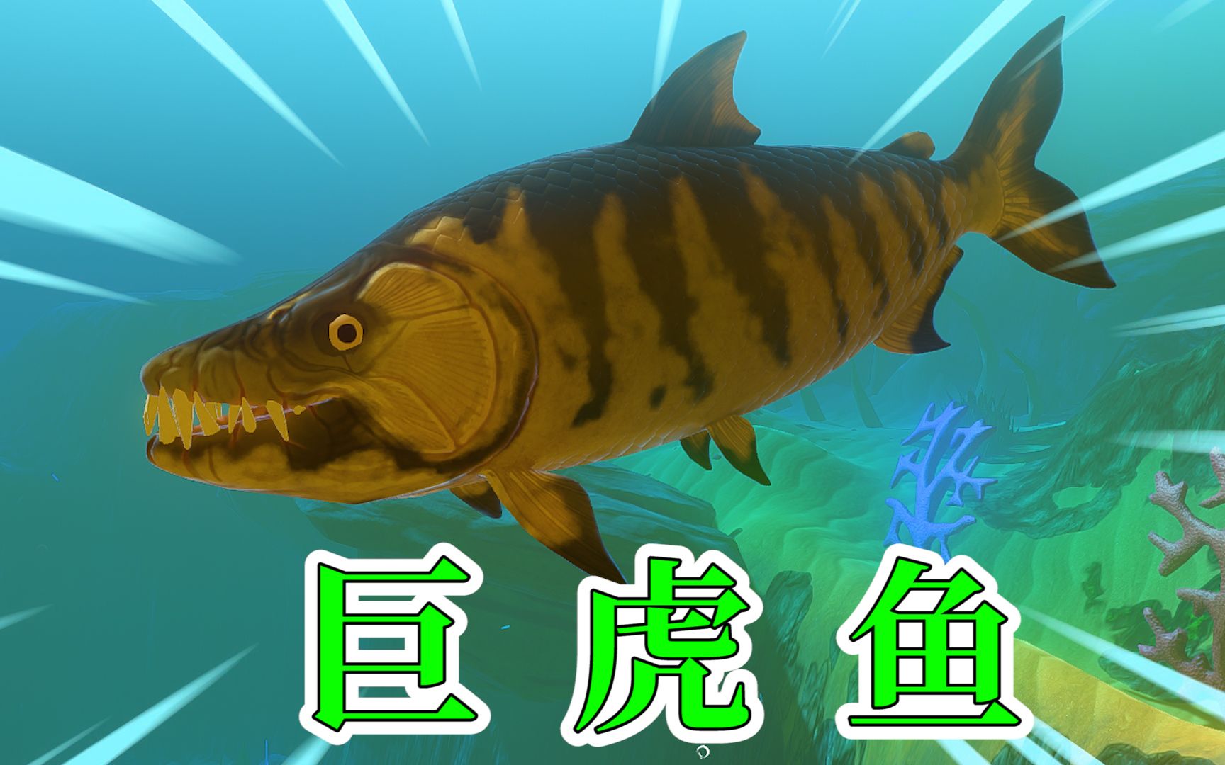 海底大猎杀05:巨虎鱼,鱼如其名,又猛又虎